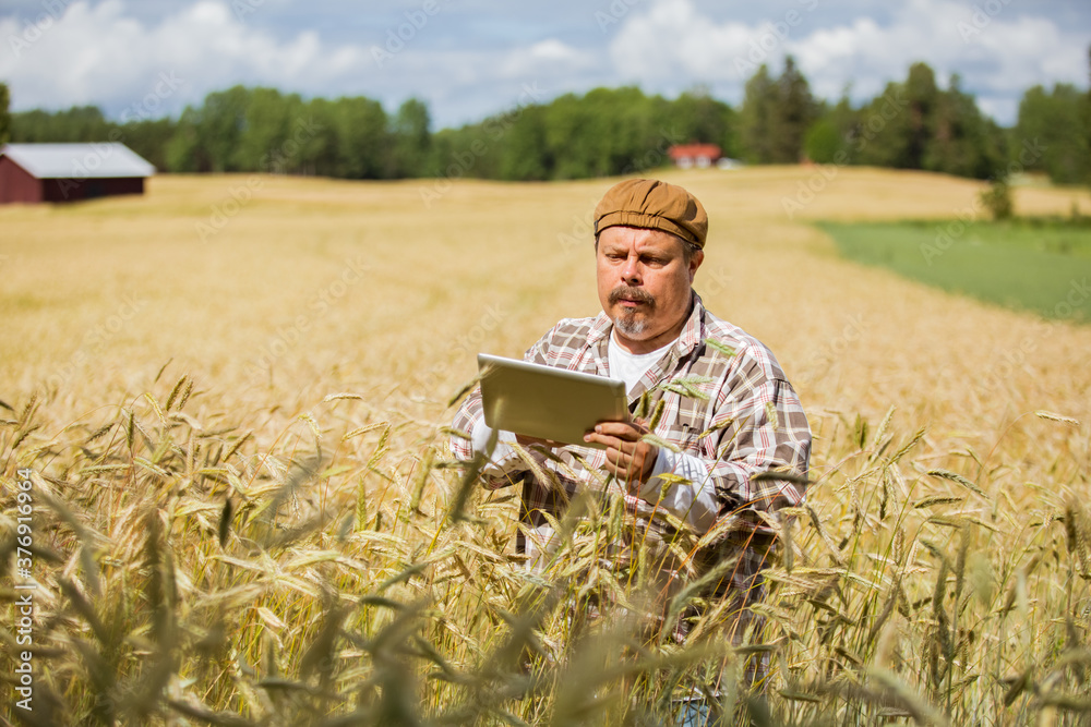 An agronomist checking the quality of grain standing in the middle of a rye field, using tablet computer An agronomist checking the quality of grain standing in the middle of a rye field, using tablet computer