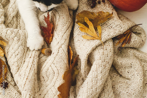 Fototapeta Naklejka Na Ścianę i Meble -  Cozy autumn. Cute cat holding autumn leaves, relaxing on warm knitted sweater with pumpkin, anise and acorns. Rustic image, top view. Hello Fall!
