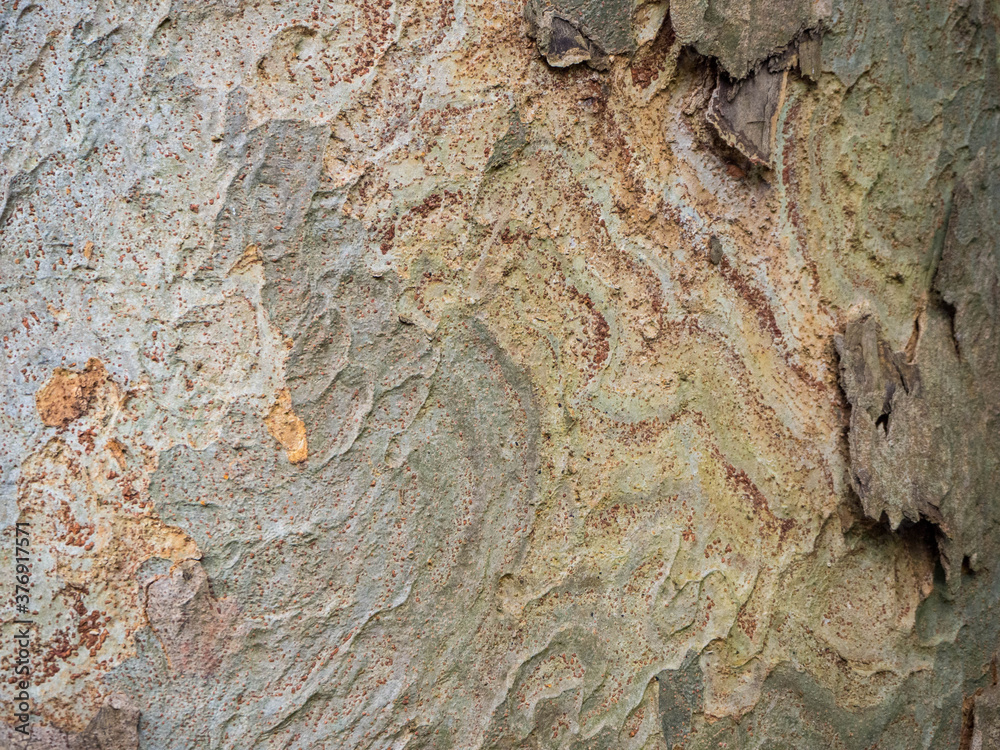 Naklejka premium 樹の幹のアップ