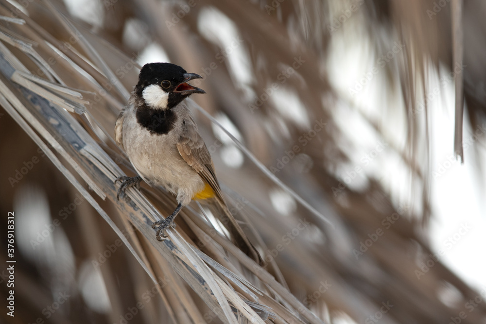 Fototapeta premium White-cheeked bulbul perched on date leaves