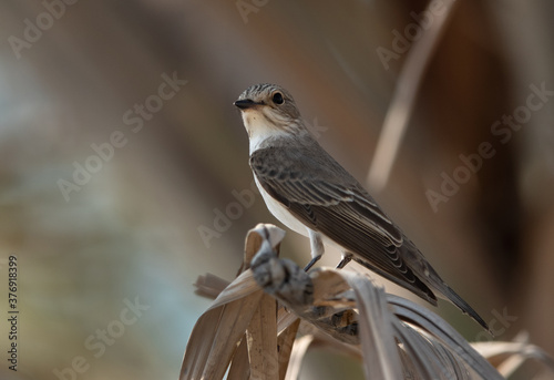 Spotted Flycatcher perched on palm leaves at Asker marsh © Dr Ajay Kumar Singh