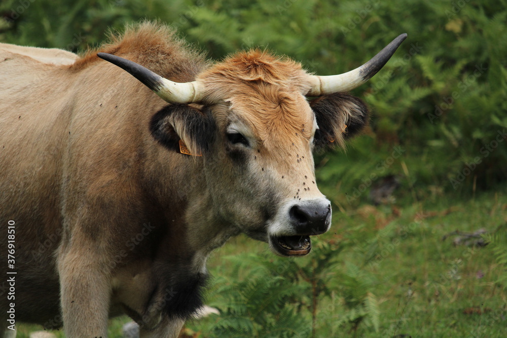Cows in Fuente De, under the Peaks of Europe Cows in Fuente De, under the Peaks of Europe