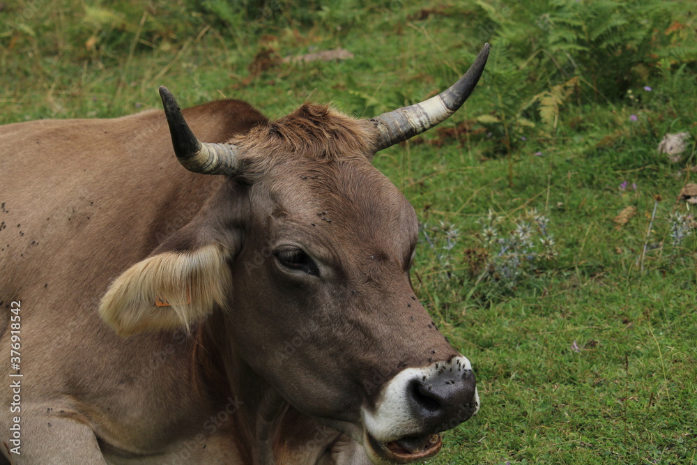 Cows in Fuente De, under the Peaks of Europe Cows in Fuente De, under the Peaks of Europe