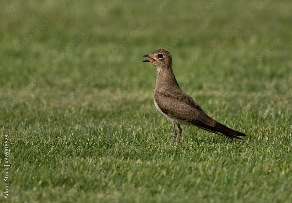 Portrait of a Collard pratincole on green, Bahrain Portrait of a Collard pratincole on green, Bahrain