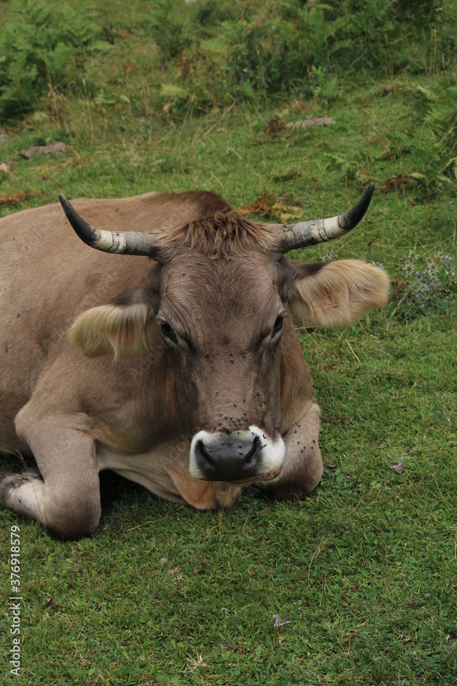 Cows in Fuente De, under the Peaks of Europe Cows in Fuente De, under the Peaks of Europe