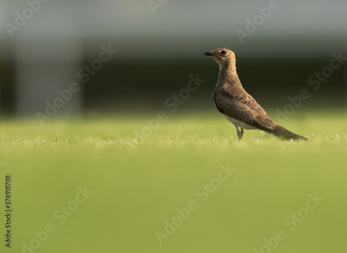 Beautiful Collard pratincole perched on grass, Bahrain photo