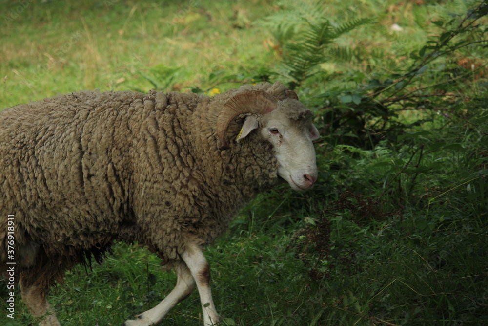 Sheeps among the green vegetation of Cantabria Sheeps among the green vegetation of Cantabria