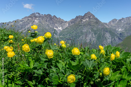 Trollius Europaeus (Lemon Supreme) Flowers. Seriana valley  peaks on background - Orobie - Italian Alps photo
