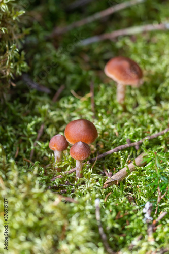 Tiny mushrooms in the forest