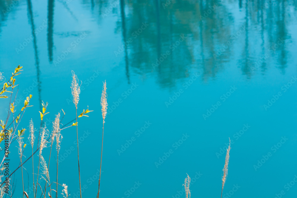 青い水面とススキ　美瑛町青い池
