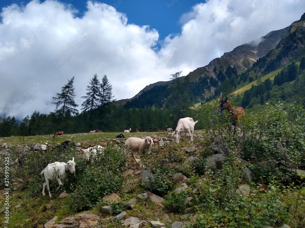 Ziegen vor idyllischem Alpenpanorama, Tirol, Österreich