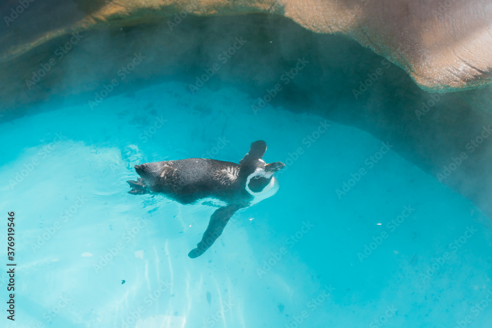 Obraz premium 動物園の泳いているペンギン