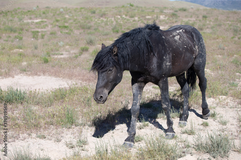 Fototapeta premium Wild horses in Utah Great Desert Basin