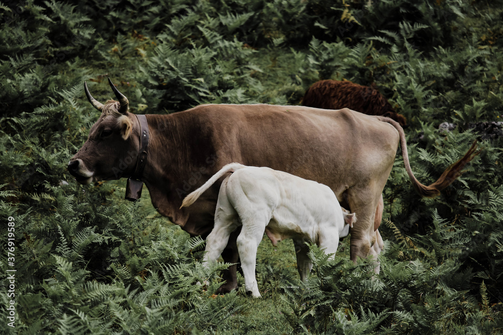 Cows in Fuente De, under the Peaks of Europe Cows in Fuente De, under the Peaks of Europe
