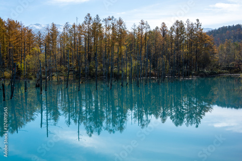 黄葉のカラマツ林と青い池 