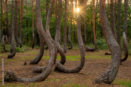 Mysterious forest with curved pines near Gryfino in Poland
