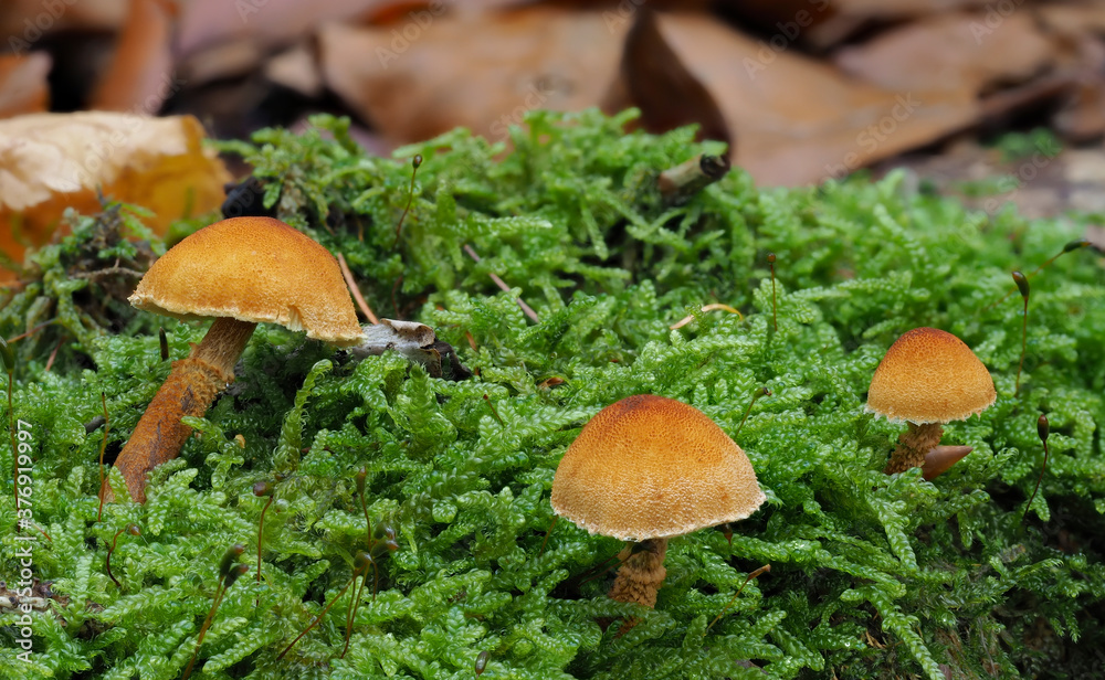 The Cystoderma jasonis is a powdercap mushroom The Cystoderma jasonis is a powdercap mushroom