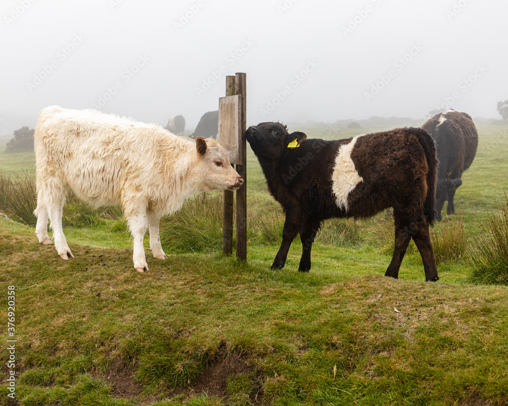 Cattle on a Misty Bodmin Moor Cornwall Cattle on a Misty Bodmin Moor Cornwall