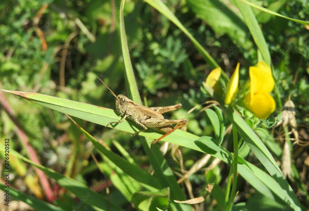 Brown grasshopper grass in the meadow, closeup Brown grasshopper grass in the meadow, closeup