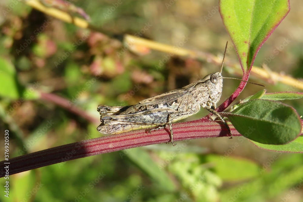 Brown grasshopper on red plant branch in the garden, closeup Brown grasshopper on red plant branch in the garden, closeup