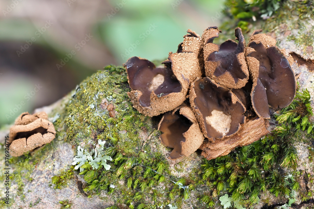 The Spring Hazelcup (Encoelia furfuracea) - inedible The Spring Hazelcup (Encoelia furfuracea) - inedible