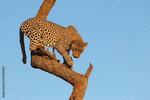 Leopard in a tree South Africa