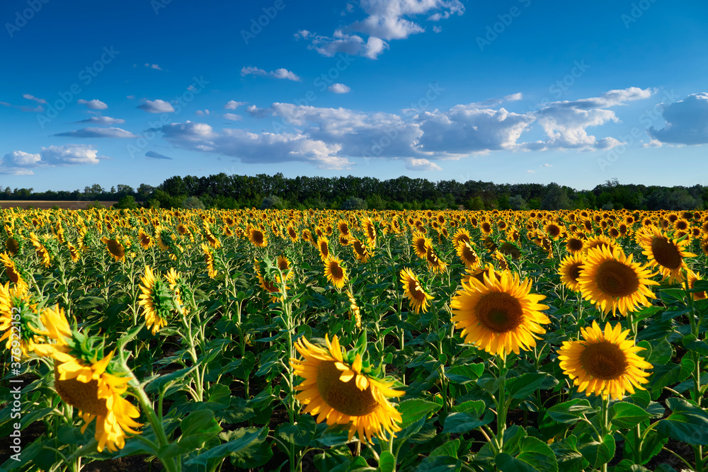 Naklejka premium sunflower - bright field with yellow flowers, beautiful summer landscape in sunset