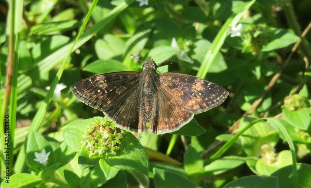 Brown duskywing butterfly on leaves in Florida nature, closeup
