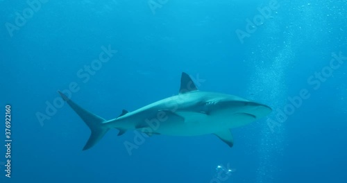 Tigerhai und andere Riffhaie in den Bahams.