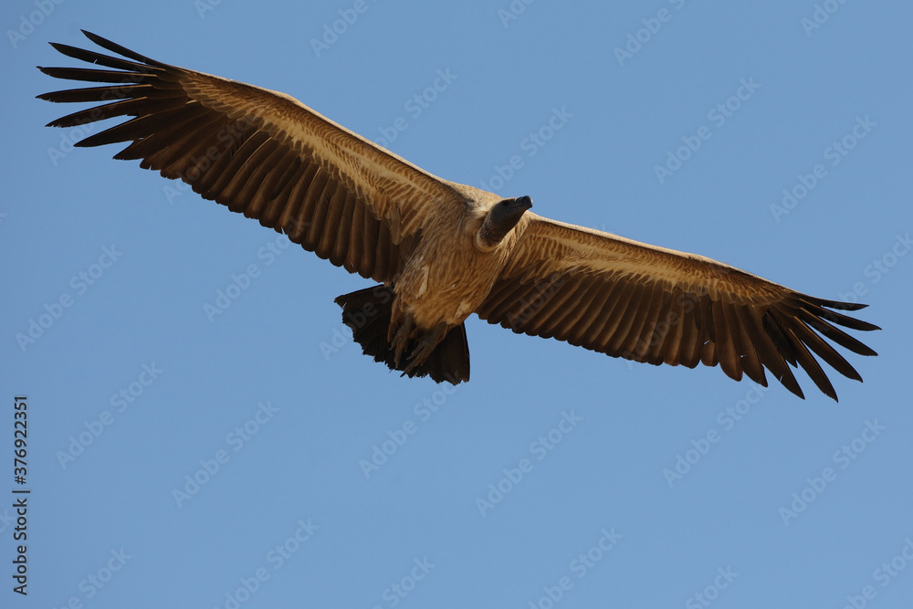 Fototapeta premium Vultures in South Africa