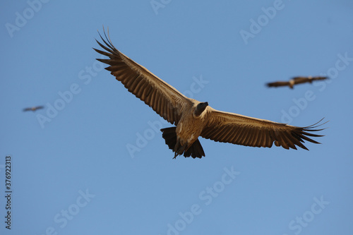 Vultures in South Africa