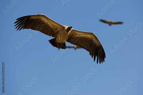 Vultures in South Africa