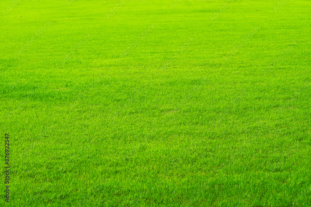 nature green grass in the field background nature green grass in the field background