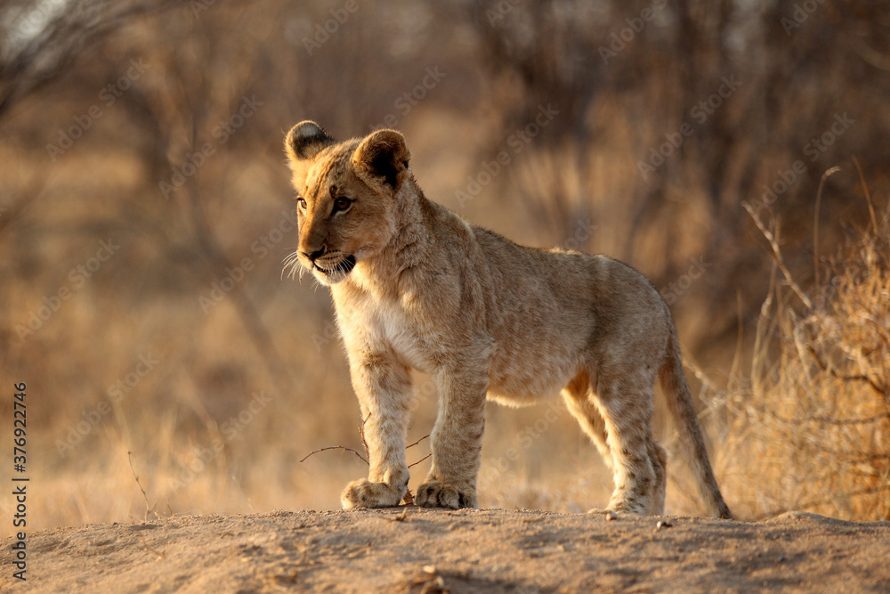 Obraz premium Cute Lion cub in South Africa