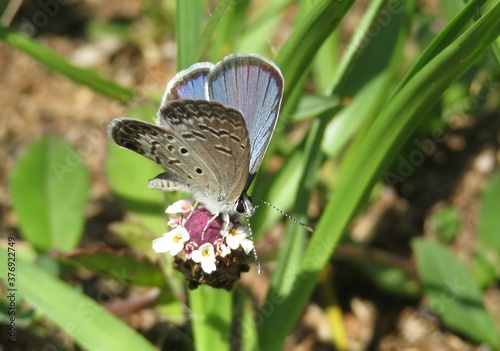 Blue polyommatus butterfly on phyla nodiflora flower in Florida nature, closeup photo