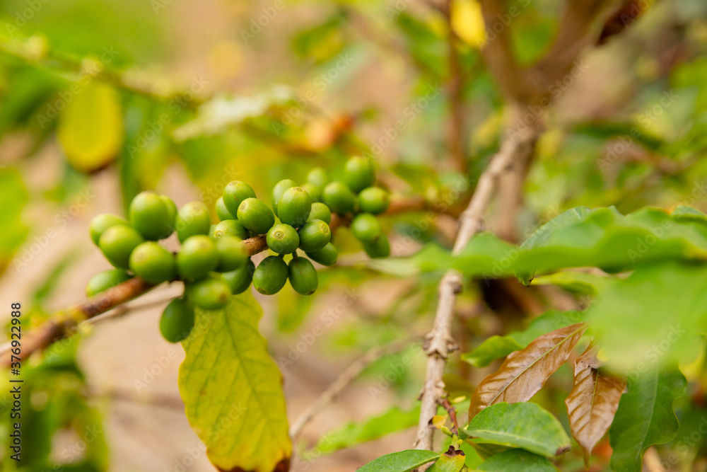 Close-Up Of Fresh Green Coffee Fruits Growing In Farm Close-Up Of Fresh Green Coffee Fruits Growing In Farm