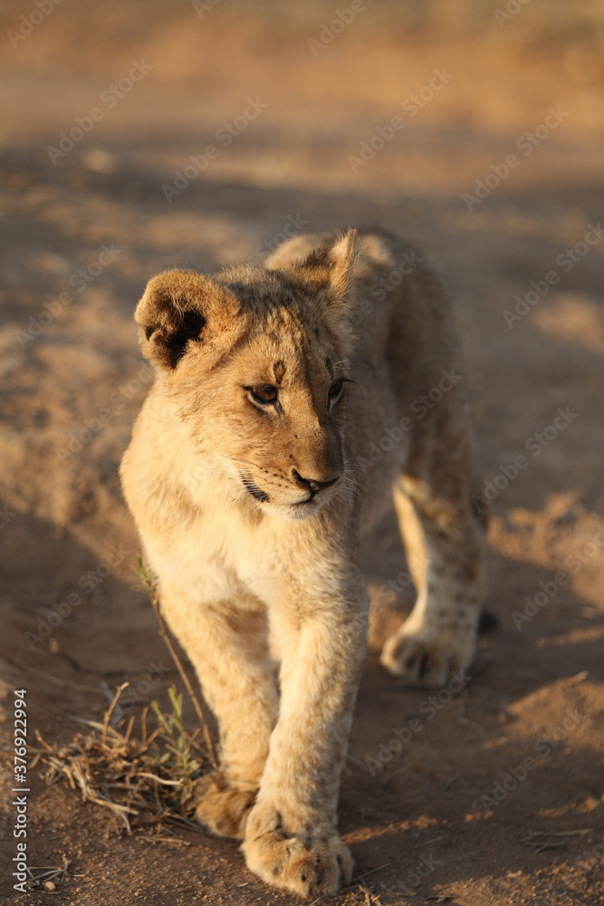 Obraz premium Cute Lion cub in South Africa