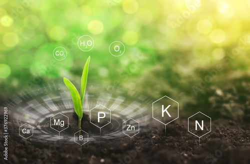 Role of nutrients mineral in Corn plant and soil life with digital mineral nutrients icon.	