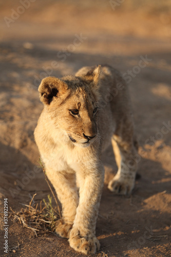 Cute Lion cub in South Africa