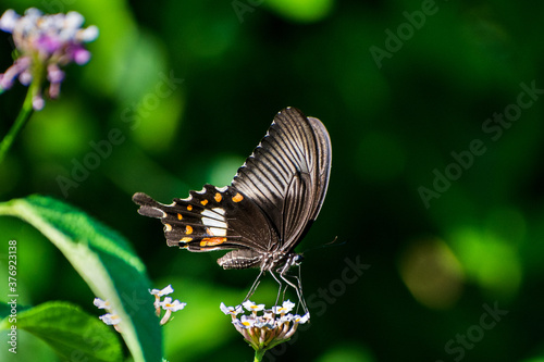 Colorful common mormon butterfly outdoor