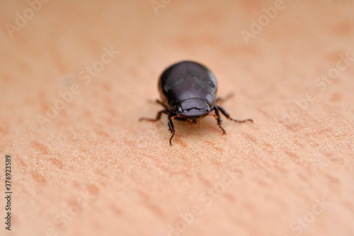Drugstore beetle © John Triumfante