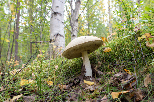 White toxic mushroom growing in the forest.