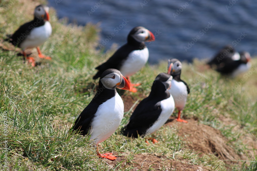 Naklejka premium Puffins in East Iceland