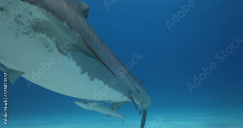 Tigerhai und andere Riffhaie in den Bahams.