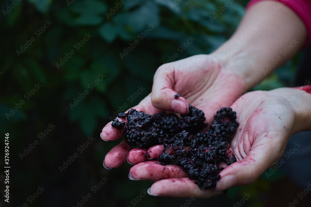 smashed blackberry in female hands smashed blackberry in female hands