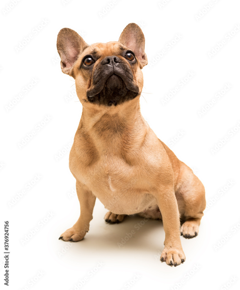 Obraz premium Adorable young French Bulldog. Close up portrait of a dog