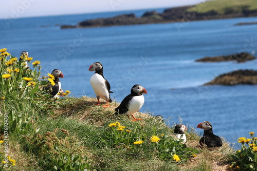 Photo Puffins in North East Iceland