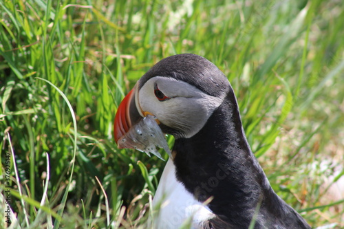 Puffins in North East Iceland  photo