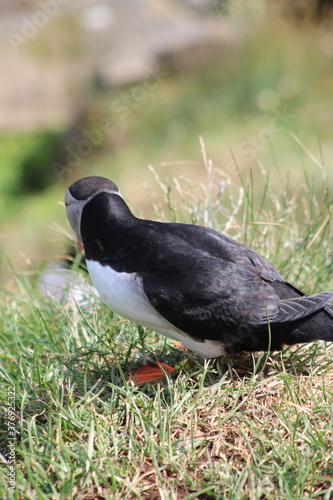 Puffins in North East Iceland  photo