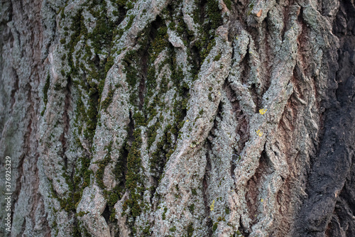 The bark of an old tree is covered with moss.